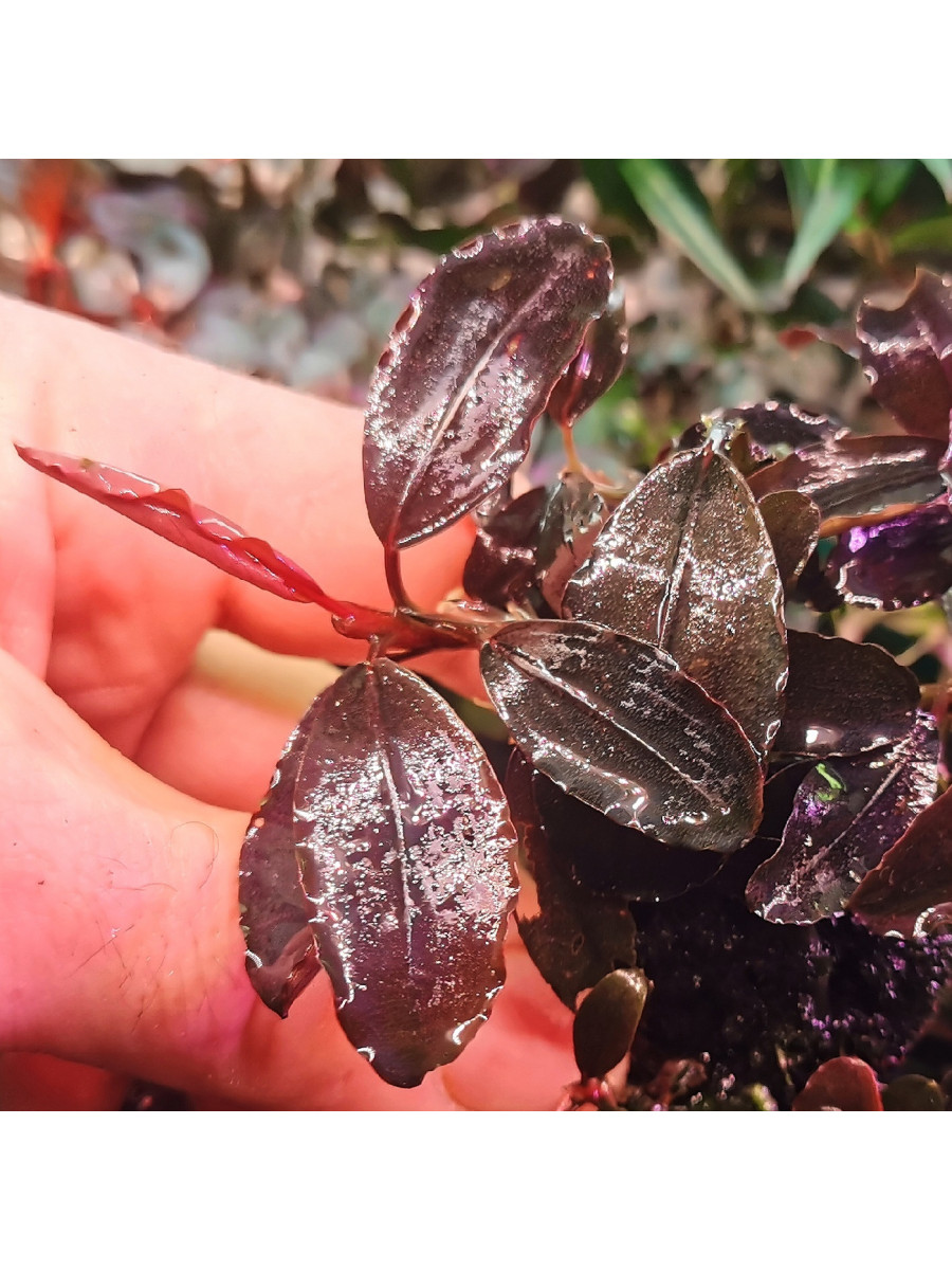 Bucephalandra sp. Pandora queen магазине ammania.ru - Доставка